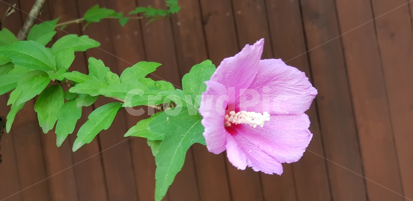 무궁화,핑크,국화,초록잎,수술,계절꽃