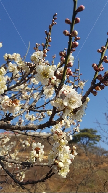 식물,꽃,plant,매화,봄