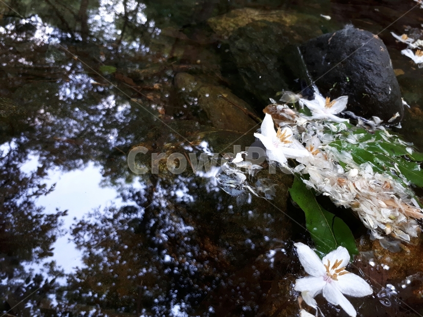 개울물,꽃,자연,풍경,편안함,즐거움,평화로움,여유,한적함,꽃,flower
