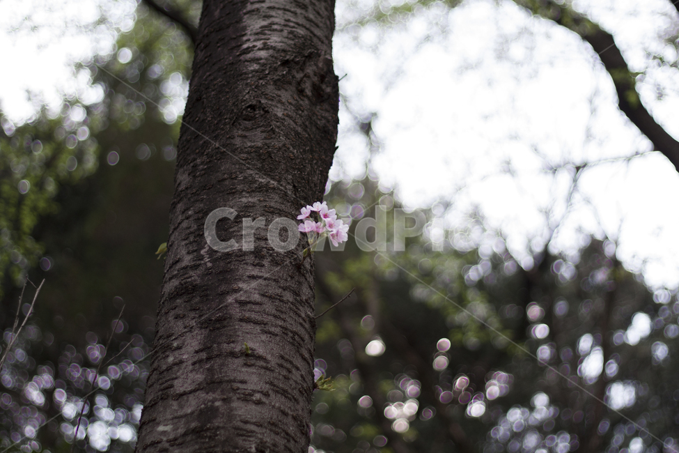 벚,벚꽃,식물,나무,꽃,꽃잎,봄,plant,petal,flower,blossom,cherryblossom,식물,자연,plants,nature,꽃,flower