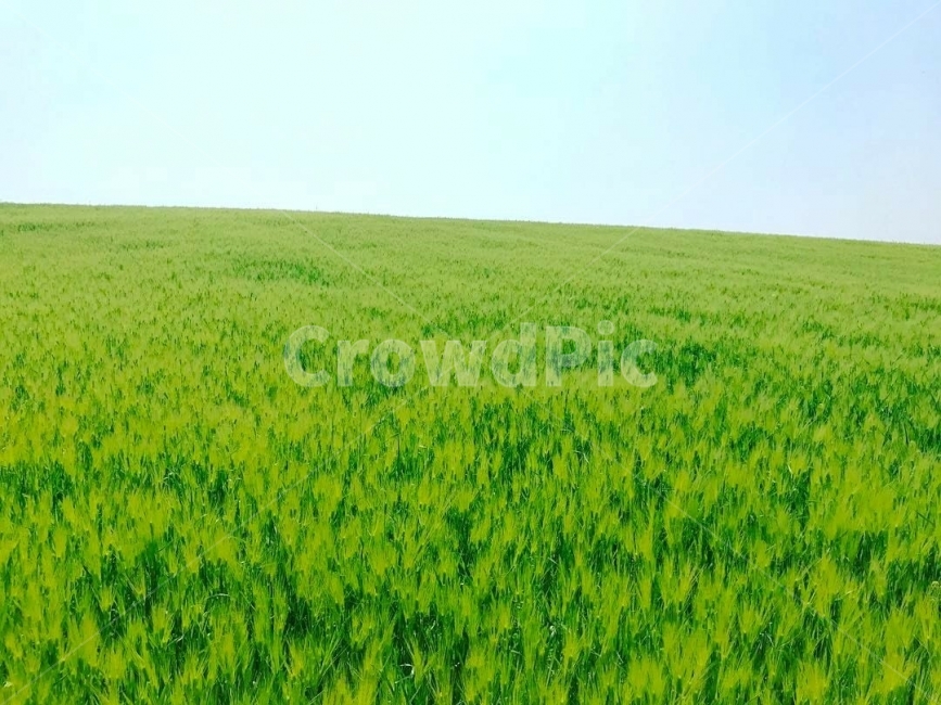 보리밭,초록색,들판,고창,봄,자연,풍경,nature,landscape,field,들,grassland,목초지,outdoors,옥외,grass,잔디,plant,식물