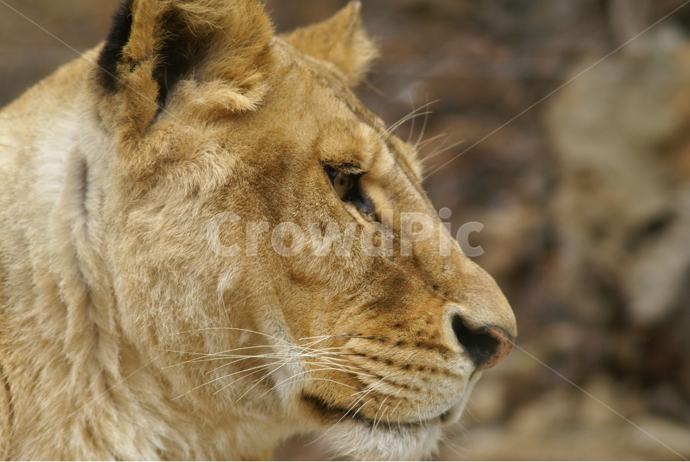 사자,lion,사파리,에버랜드,얼굴,동물,animal,포유류,mammal