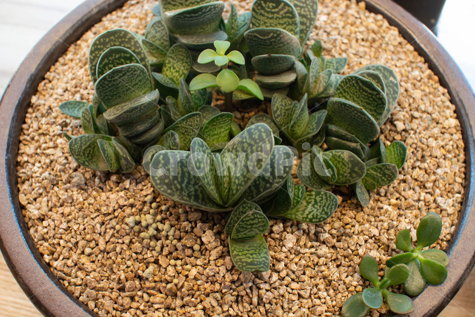 꽃,화분,화단,flower,plant,식물,실내용화초,화분,화초,house plant