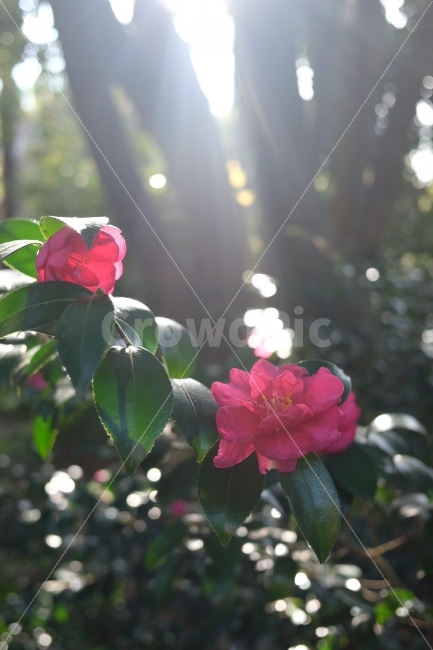 겨울,동백꽃,감성사진,감성,사진,꽃,flower,핑크,이쁜꽃,꽃사진,제주,제주사진,식물,자연,plants,nature,꽃,flower