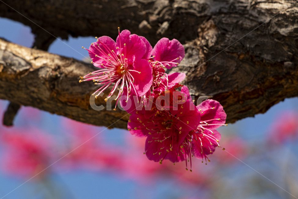 매화,매화꽃,홍매화,redplumflower,plumblossom,blossom,꽃,봄꽃,봄,계절,spring,season