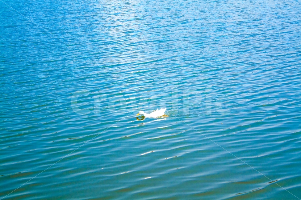 오리,호수,잔잔함,여유,물,동물,animal,조류,새,birds