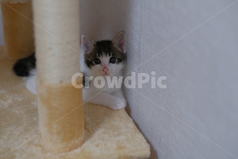 애완동물,반려동물,고양이,아깽이,새끼고양이,cat,동물,animal,포유류,mammal,고양이,cat,kitten,kitty