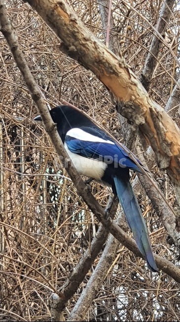 까치,소식,animal,동물,새,동물,animal,조류,새,birds