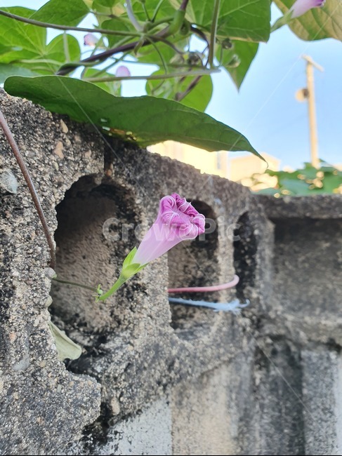 plant,식물,나팔꽃,시골,풍경,우리나라