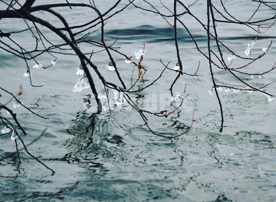 겨울,나무,강,호수,얼음,나뭇가지에매다린얼음,보석,겨울,계절,winter,season,식물,자연,plants,nature