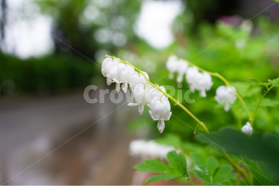 금낭화,꽃,dicentraspectabilis,자연,flower,natural,식물,자연,plants,nature,꽃,flower