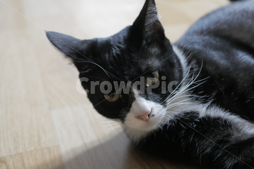 고양이,cat,동물,반려동물,애완동물,동물,animal,포유류,mammal,고양이,cat,kitten,kitty