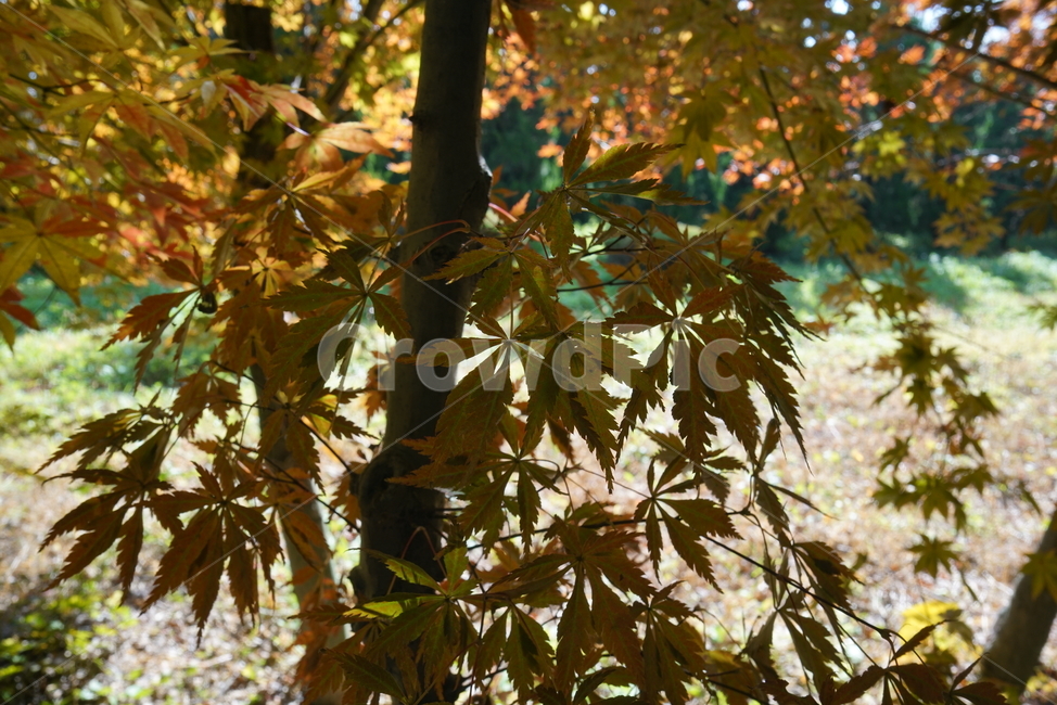 단풍나무,단풍잎,엽록소,가을단풍,leaf,잎,plant,식물,tree,나무,maple,단풍,가을,계절,fall,autumn,season,식물,자연,plants,nature,나무,trees,wood