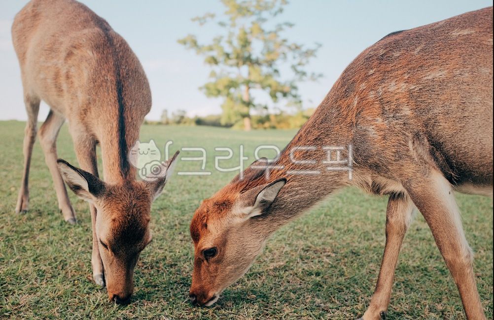 animal,사슴,사슴공원,일본,일본나라공원,japan,japannara,nara,자연,야생동물,wildlife,포유류,동물,antelope,영양,밤비,mammal,동물,animal,포유류,mammal