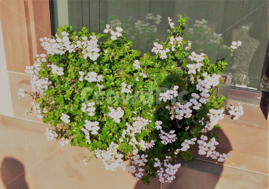 꽃,정원,장식,들꽃,하얀꽃,이쁘다,귀여운,자연,flower,garden,decoration,roadflower,whiteflower,pretty,cute,nature,식물,자연,plants,nature,꽃,flower