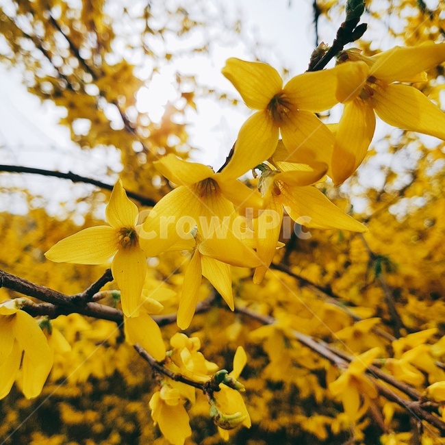 개나리,들꽃,꽃,노란색,노란꽃