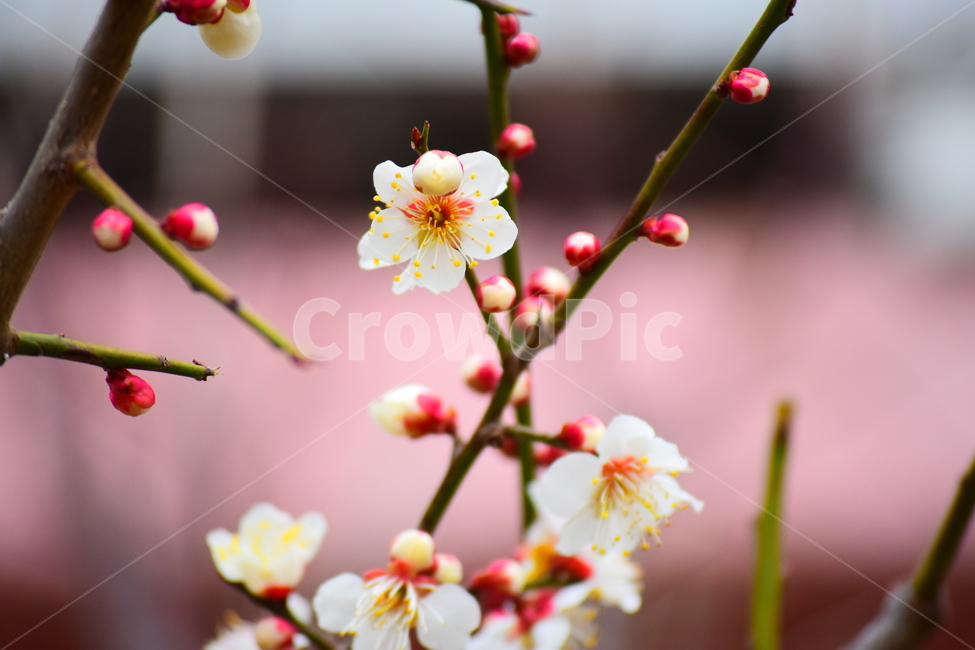 매화,꽃,봄,봄꽃,매화나무,flower,spring,식물,자연,plants,nature,꽃,flower