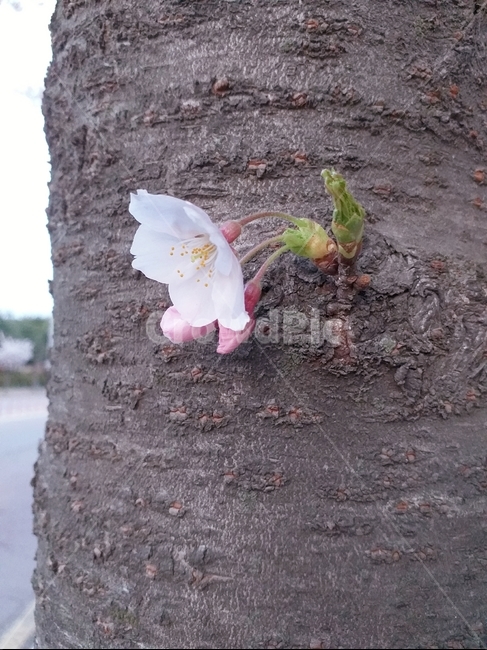 꽃,봄,새싹,파릇파릇,길가