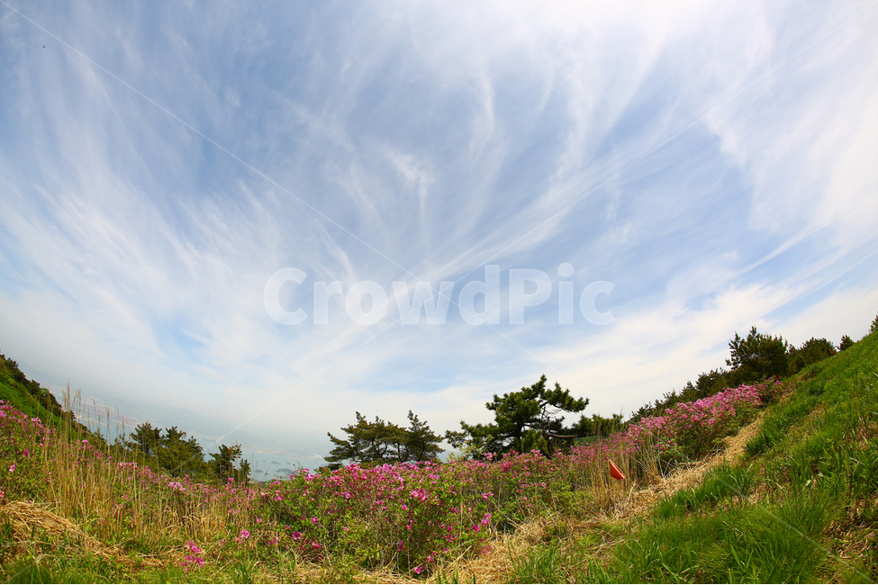 남해,남해바다,철쭉,철쭉군락지,망운산,하늘,바다,봄,5월,봄,계절,spring,season,자연,풍경,nature,landscape,한국자연풍경,한국자연경관,korea nature landscape,plant,식물