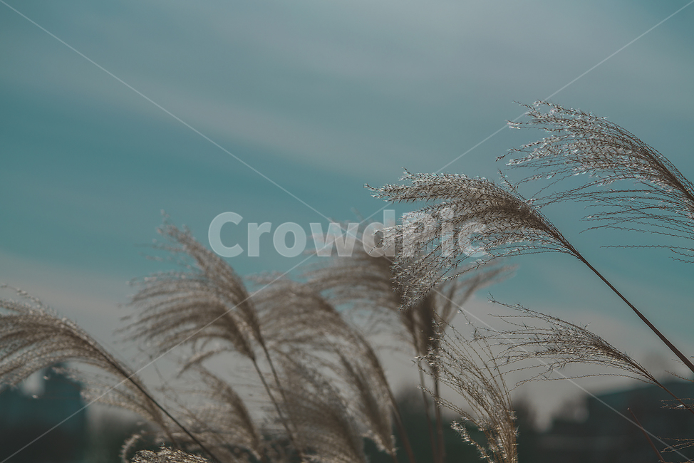 갈대,계절,식물,자연,생물,plant,가을,계절,fall,autumn,season