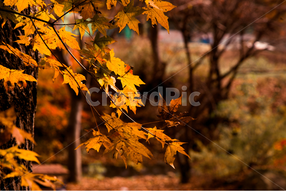 단풍,가을,경주,잎,나무,가을,계절,fall,autumn,season