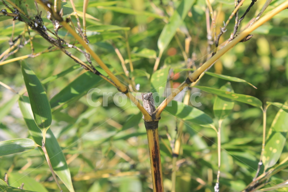대나무,bamboo,식물,잎,leaf,녹색,green,식물,자연,plants,nature,나무,trees,wood