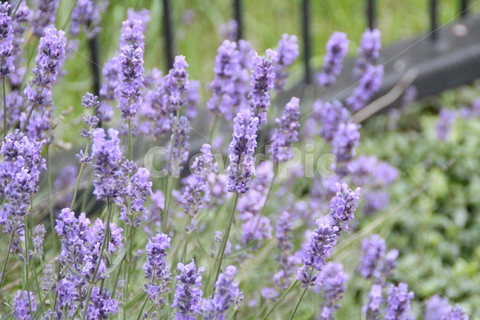 plant,식물,라벤더,보라,초록,꽃,녹색,여름,식물,자연,plants,nature,꽃,flower