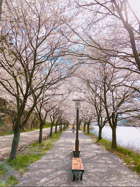 봄,벚꽃,풍경,벤치,분홍,봄,계절,spring,season,자연,풍경,nature,landscape,plant,식물