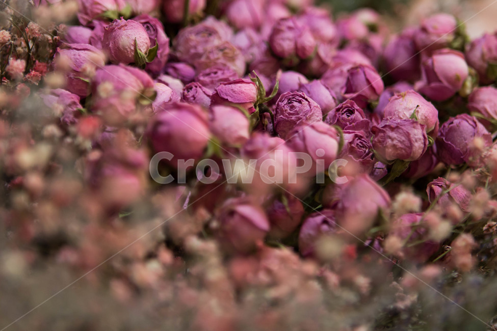 꽃다발,꽃,선물,감성사진,분홍꽃,꽃,flower