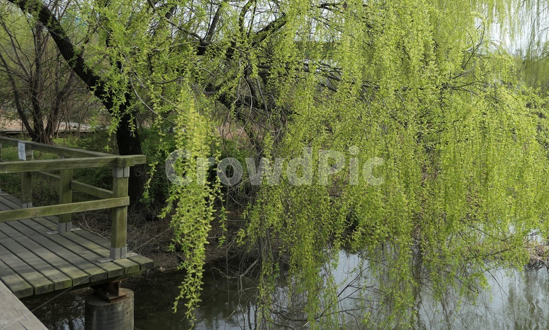 자연,샛강,봄,나무,풀,꽃,초록,숲,식물,자연,plants,nature