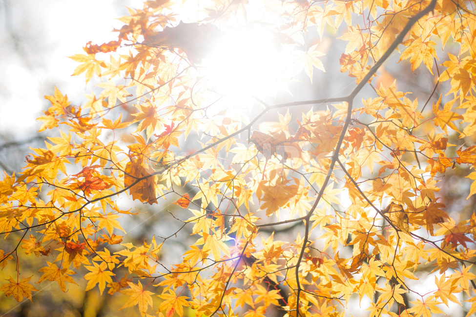단풍,단풍나무,노을,단풍잎,해질녘,가을,계절,fall,autumn,season,식물,자연,plants,nature,휴식,힐링,rest,relaxation,healing,plant,leaf,잎,tree,나무,maple