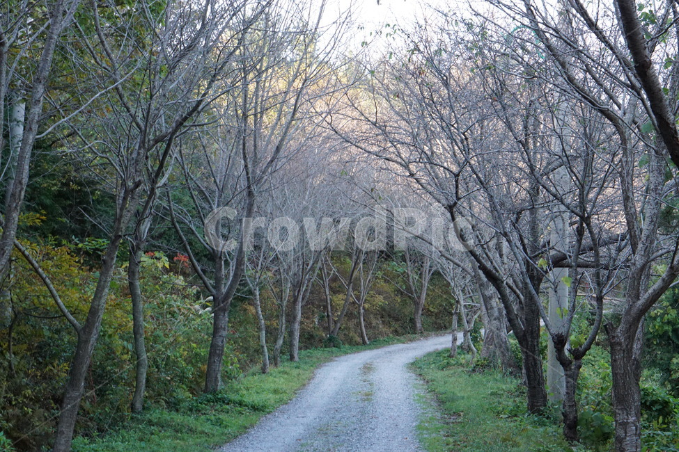 나무,가을,길,쓸쓸함,산,자연,풍경,nature,landscape,plant,식물,tree