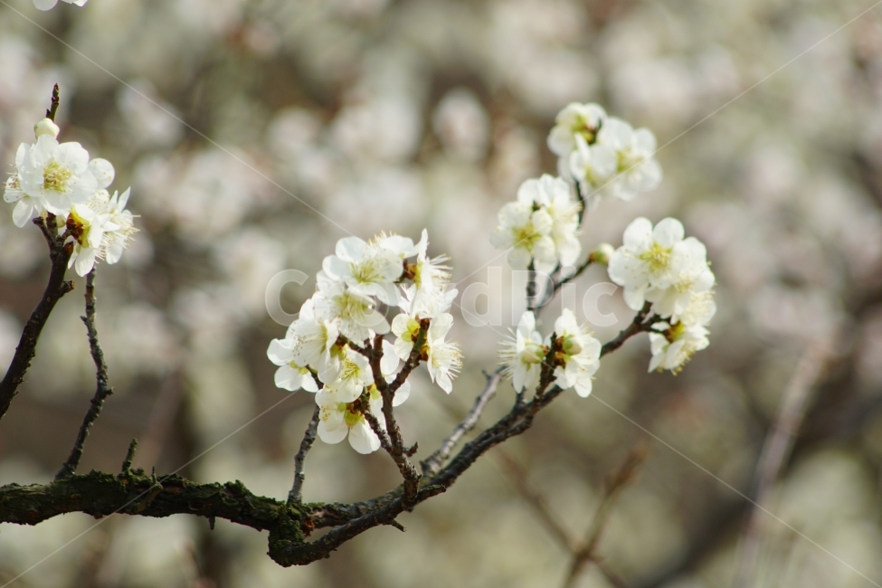 청매화,꽃,봄,감성,이미지,식물,자연,plants,nature,꽃,flower