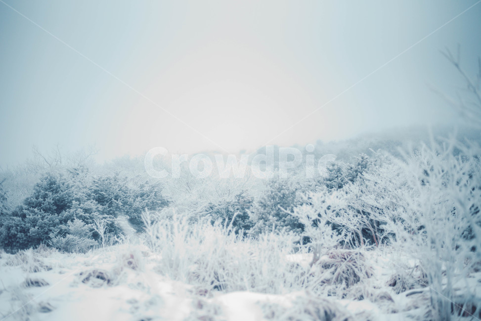 자연,얼음,눈,snow,겨울,겨울,계절,winter,season