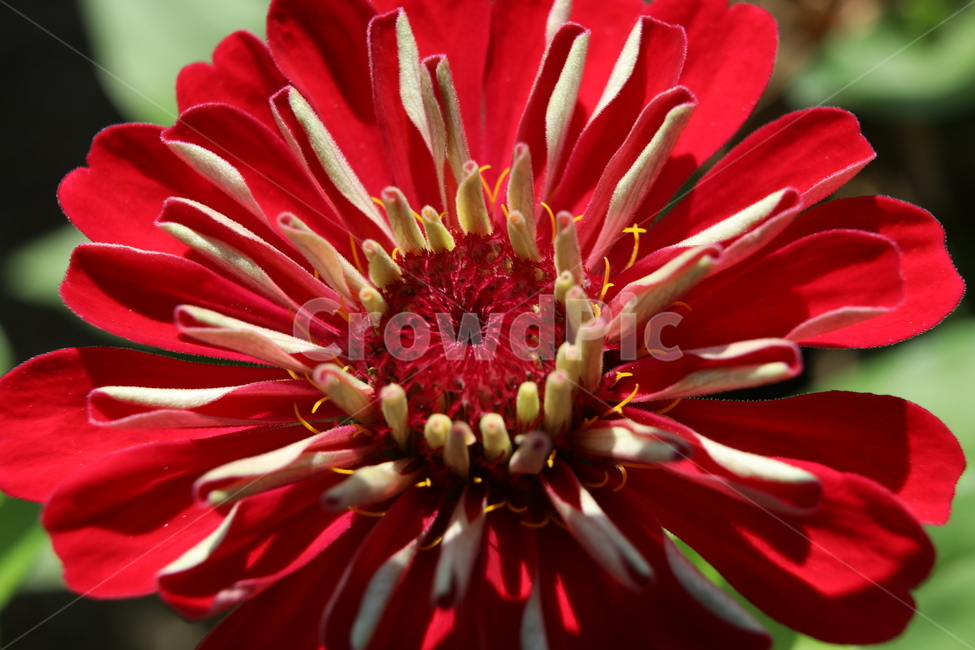 백일홍,빨강,노랑,그리움,수다,가을,식물,자연,plants,nature,꽃,flower