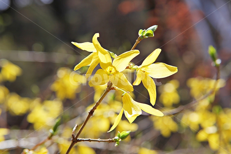 개나리,개나리꽃,꽃,노랑,봄꽃,봄,식물,자연,공원,식물,자연,plants,nature,꽃,flower