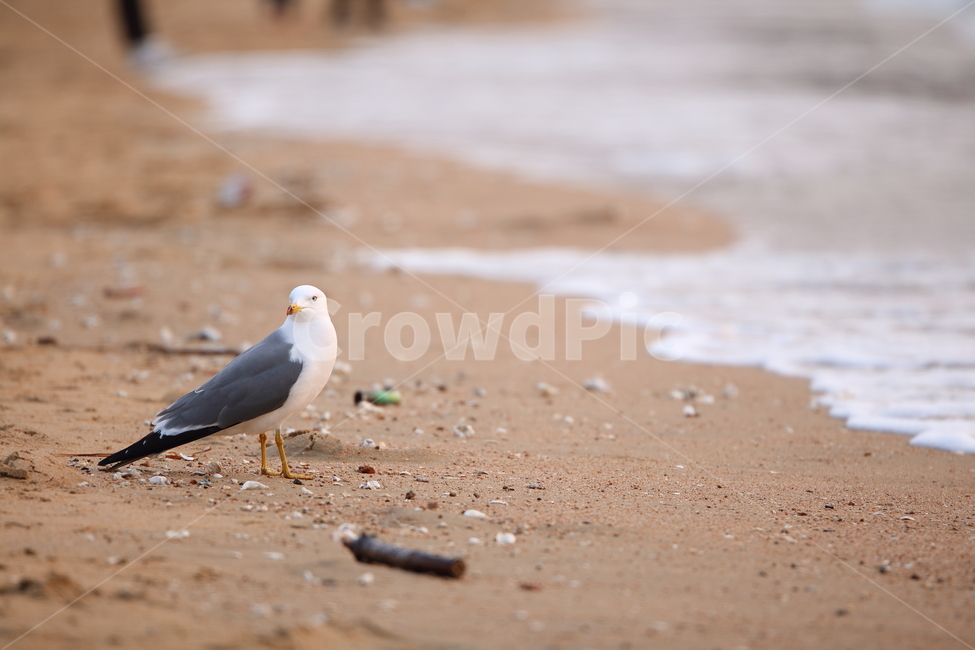 을왕리,해변,갈매기,갈매기친구들,새,해변,바다,beach,sea,동물,animal,조류,새,birds