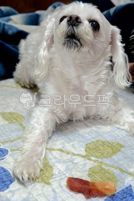 개,강아지,댕댕이,애완견,반려견,애완동물,반려동물,동물,pet,animal,dog,말티즈,마르티즈,말티스,마르티스