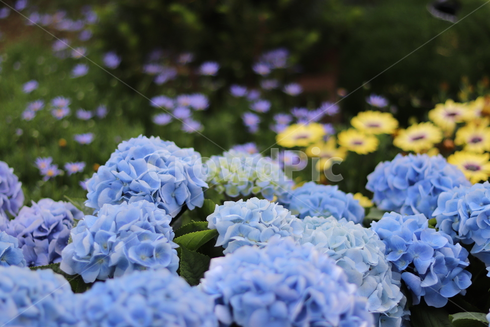 수국,보라색,blossom,꽃,식물,flower,plant,식물,자연,plants,nature,꽃,flower