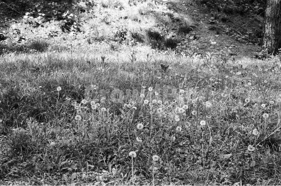 흑백,식물,들꽃,풀,민들레,꽃씨,발아,식물,자연,plants,nature,꽃,flower,흑백,모노톤,monochrome,black and white