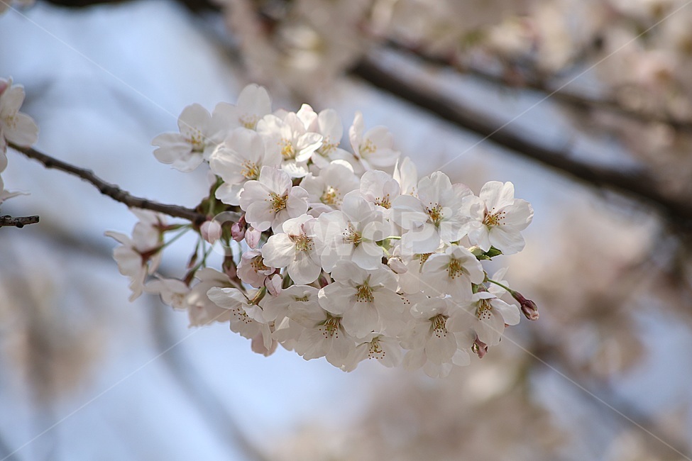 봄꽃,봄,벚꽃,봄나들이,cherryblossoms,꽃,봄,계절,spring,season,식물,자연,plants,nature,꽃,flower,plant,blossom