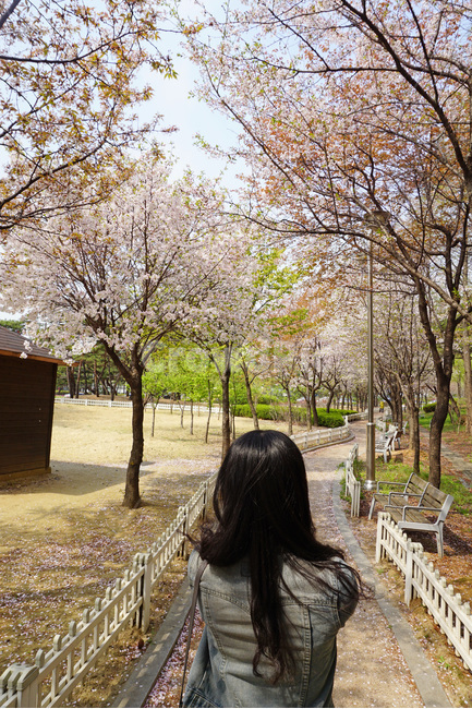 봄,벚꽃,산책,뒷모습,감성사진,하늘,벚나무,벚꽃나무,흰벚꽃,벚꽃잎,벚꽃길,분홍,흰색,핑크,초록,봄풍경,꽃,봄꽃,나무,자연,풍경,배경,spring,cherryblossom,sky,자연스러움,natural,landscape,skyblue,pink,green,flower,tree,springflower,울타리,벤치,white,sakura,봄,계절,spring,season,사람,인물,인간,human,person,여성,여자,woman,female,lady,outdoors,옥외,nature
