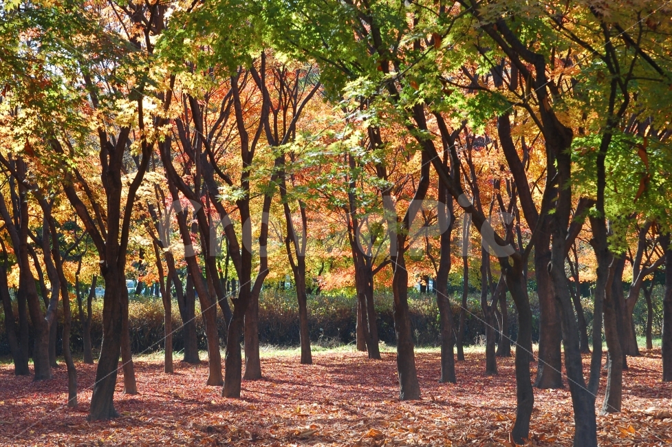 가을,단풍,낙엽,나무,숲,풍경,가을풍경,빛,햇빛,햇볕,햇살,가을숲,자연,풍경,nature,landscape,가을,계절,fall,autumn,season,tree,plant,식물,tree trunk,나무 줄기,outdoors,옥외,vegetation,초목,forest,woodland,삼림지,land,땅,grove,작은 숲