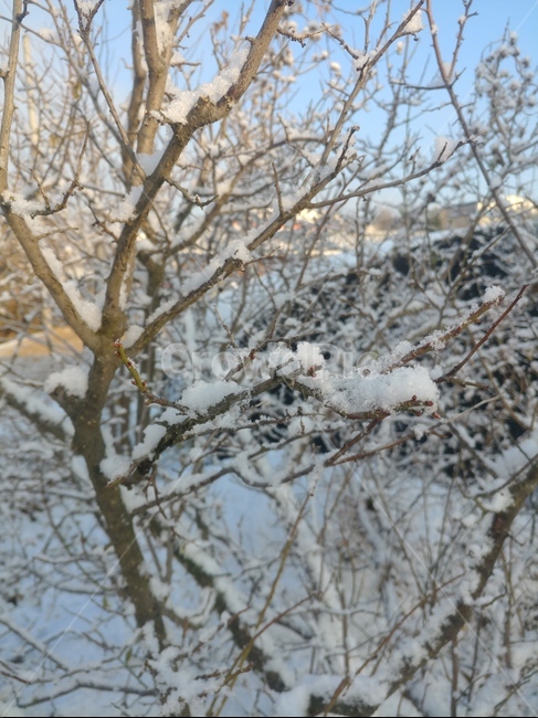 계절,겨울,눈,나무,눈꽃,겨울,계절,winter,season,자연,풍경,nature,landscape,outdoors,옥외,snow