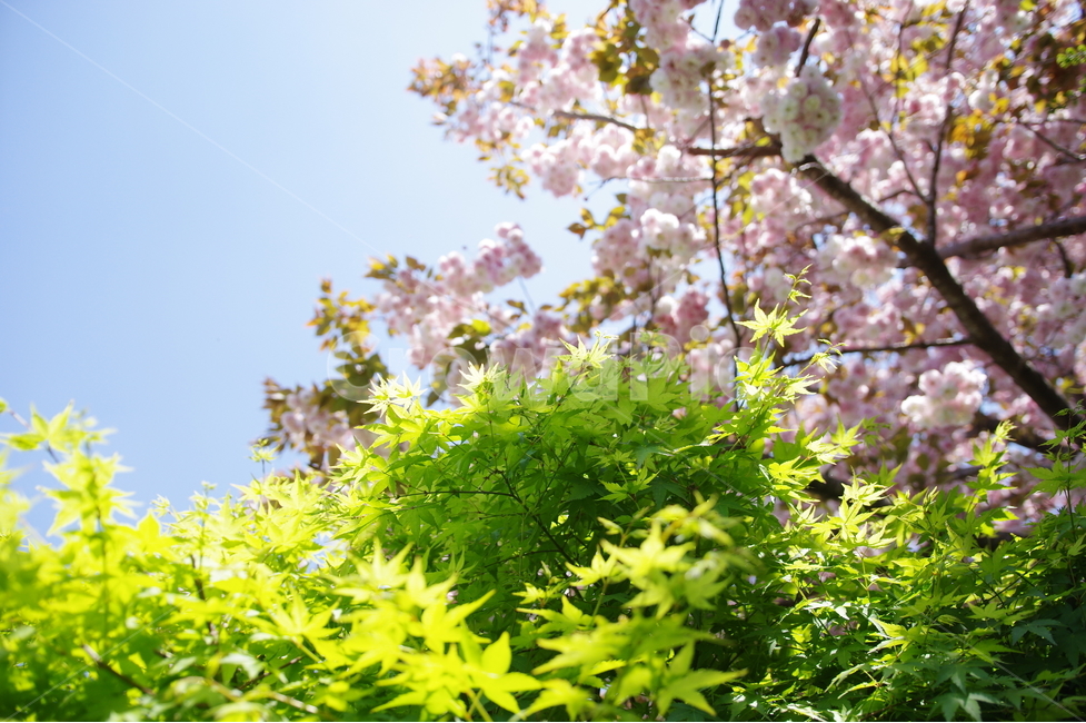 봄,단풍,벚꽃,꽃,푸르름,하늘,봄,계절,spring,season,식물,자연,plants,nature,꽃,flower,감성,sensible,feeling,plant