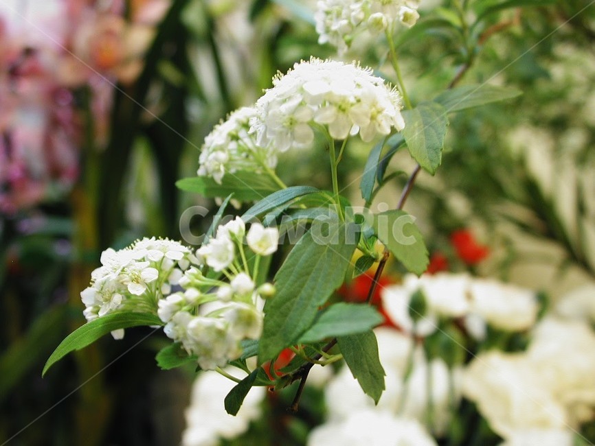 꽃,식물,바탕화면,배경,자연,화사한,클로즈업,flower,식물,자연,plants,nature,꽃,flower