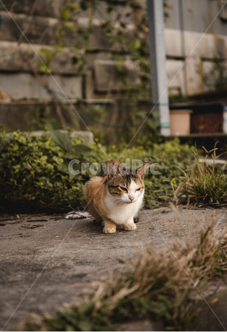 동물,고양이,길고양이,cat,cats,동물,animal,포유류,mammal,고양이,cat,kitten,kitty