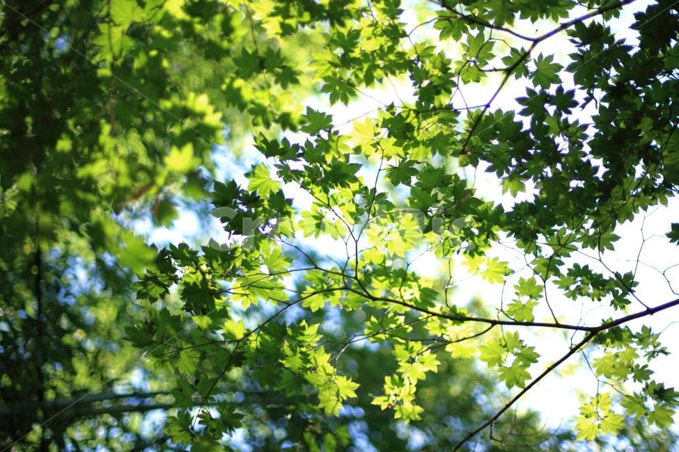 단풍,자연,풍경,봄,spring,maple,식물,자연,plants,nature,휴식,힐링,rest,relaxation,healing