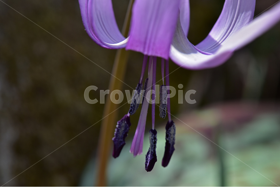 얼레지,dogtoothviolet,가재무릇,산우두,산자고,야생화,질투,식물,자연,plants,nature,꽃,flower