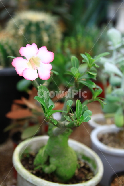 blossom,geranium,제라늄,식물,plant,꽃,flower,화분,식물,자연,plants,nature,꽃,flower